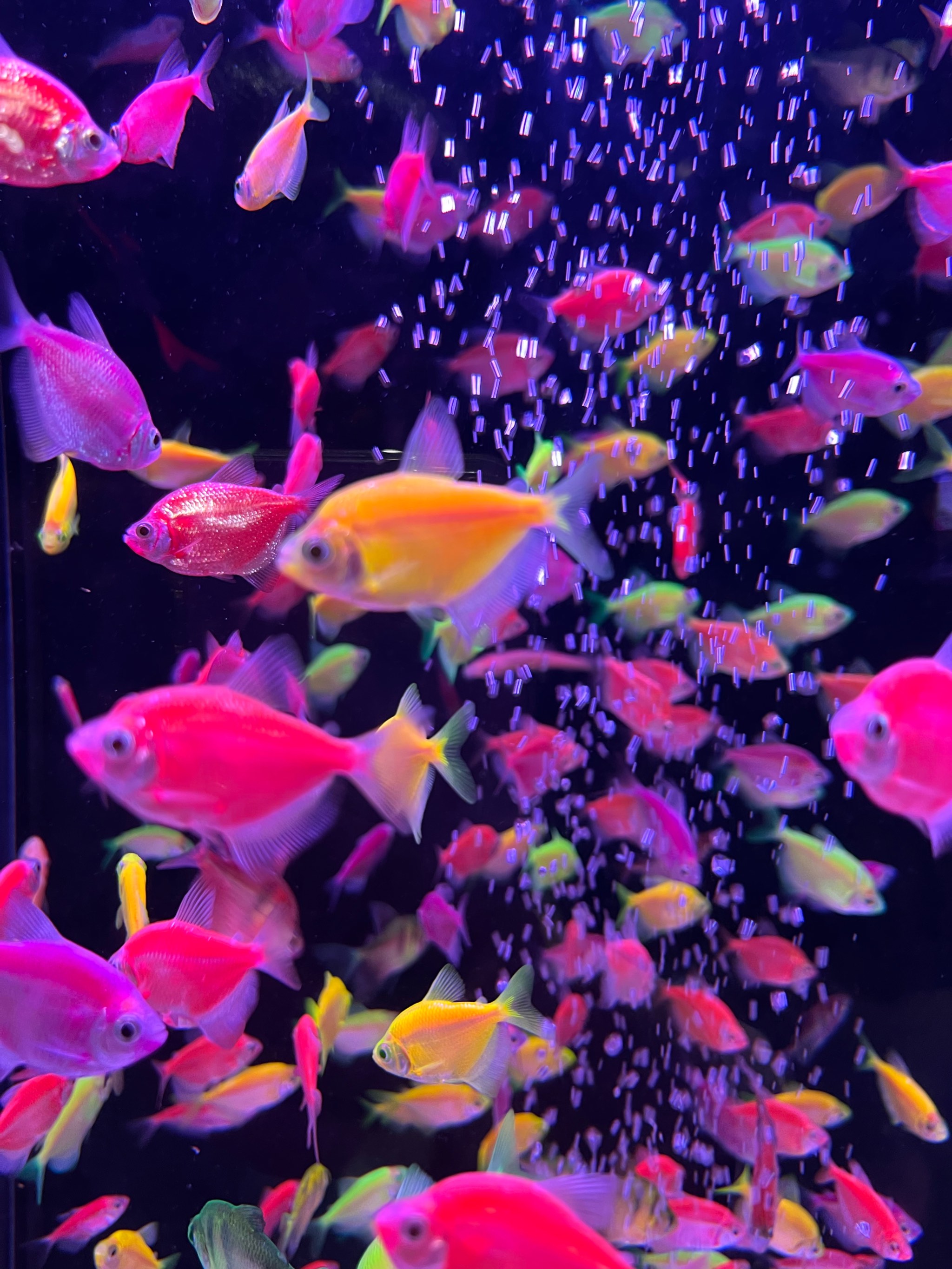 虹桥花鸟水族城图片