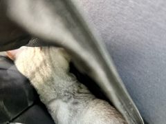 -博特宠物医院24h犬猫全科.骨科·异宠