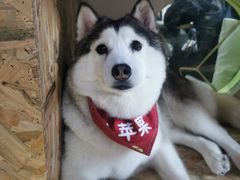 -Husky Go! 哈士奇体验馆·宠物咖啡厅狗咖