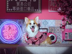 -超宠爱宠物摄影-Super pet