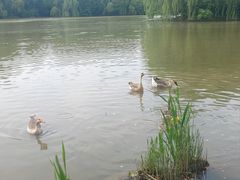 -西安浐灞国家湿地公园