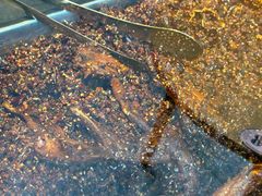 -老妈秘制兔头(春熙路店)