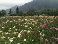 -广州市流溪河国家森林公园