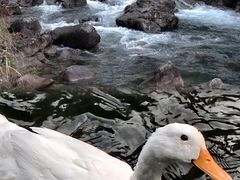 -天目山大树王景区