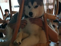 -Husky Go! 哈士奇体验馆·宠物咖啡厅狗咖