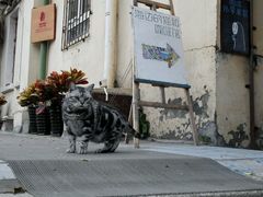 android_upload_pic-海边的猫和咖啡馆