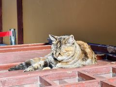 -龙华素斋(龙华路店)