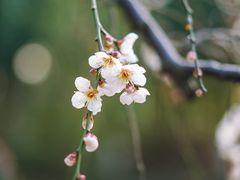 -花溪公园