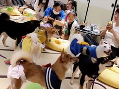 -逗柴咖啡屋·狗咖猫咖宠物桌游