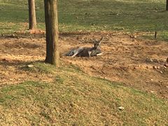 -合肥野生动物园