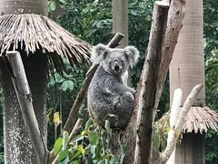 -广州长隆野生动物世界
