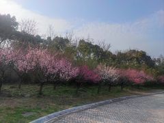 -上海海湾国家森林公园