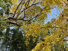 -秋霞圃