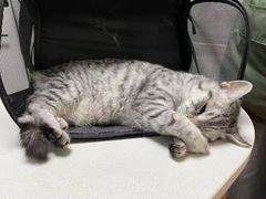 -美联众合宠物医院·爱萌分院·内外科·猫科中心