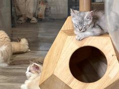 -楼上猫咖(罗湖店)