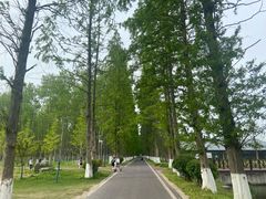 -黄海国家森林公园