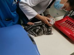 -奈斯宠物医院·核磁CT·异宠专科·内镜(中南店)