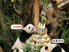 -广州长隆野生动物世界