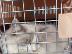 -伟伟宠物医院·瑞派猫友好医院·猫科(光谷店)