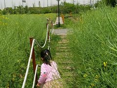-田园东方蜜桃村的田野营地