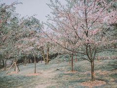 -南山植物园
