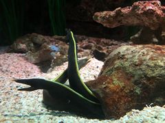 -暹罗海洋世界