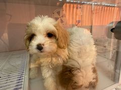 -翊宠yipet猫狗购宠庄园犬舍•猫舍