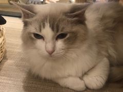 -飞行喵MR PILOT|猫舍·猫咖(静安大融城店)