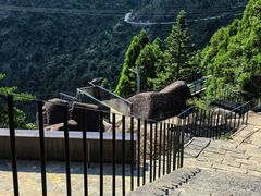 -玉苍山国家森林公园