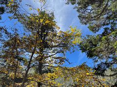 -黄龙山原始森林景区