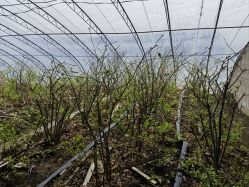 -蓝呗呗蓝莓草莓采摘园(通州区马驹桥店)