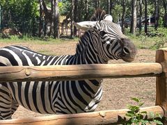 -大连森林动物园