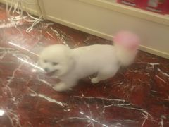 -多卡布奇宠物生活馆(上林世家店)