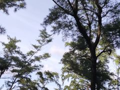 -亚龙湾热带天堂森林公园