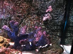 -暹罗海洋世界