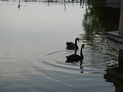 -成都南湖公园