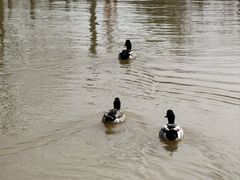 -鄱阳湖国家湿地公园