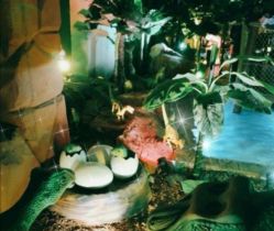 -恐龙探索乐园(磁器口店)