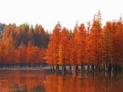 -白鹭湾湿地公园