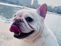 -瑞派宠物医院·犬猫全科·猫友好(宾水西道店)