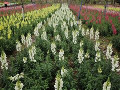 -天适樱花悠乐园