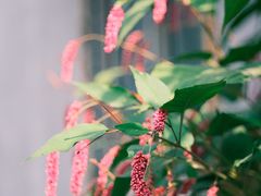 -北京国子监胡同