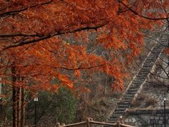 -白水寺森林公园