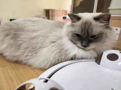 -猫和宫(六道口店)