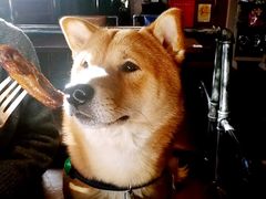 -百好乐宠物友好餐厅(朝外大街店)