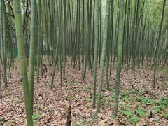 -黄兴公园