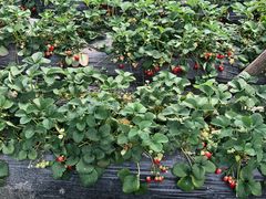 -胜丰草莓采摘园