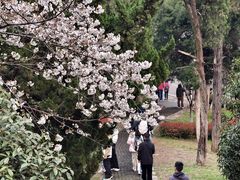 -武汉大学-樱园