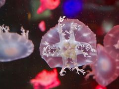 -烟台海昌鲸鲨海洋公园