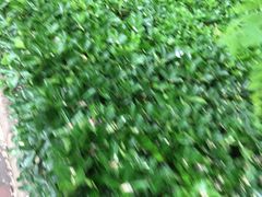 -黄村公园